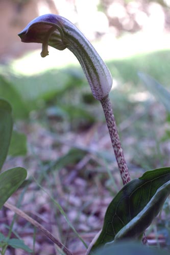 Arisarum vulgare / Arisaro comune