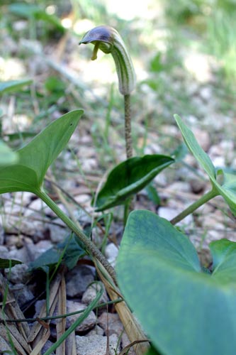 Arisarum vulgare / Arisaro comune