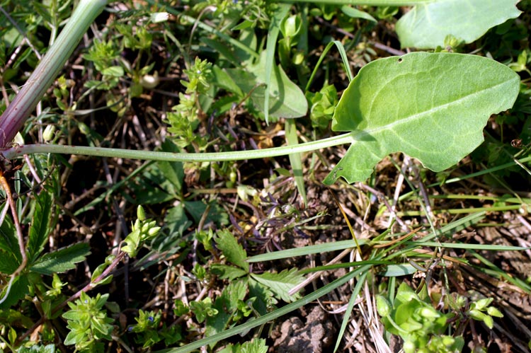 Rumex acetosa / Acetosa