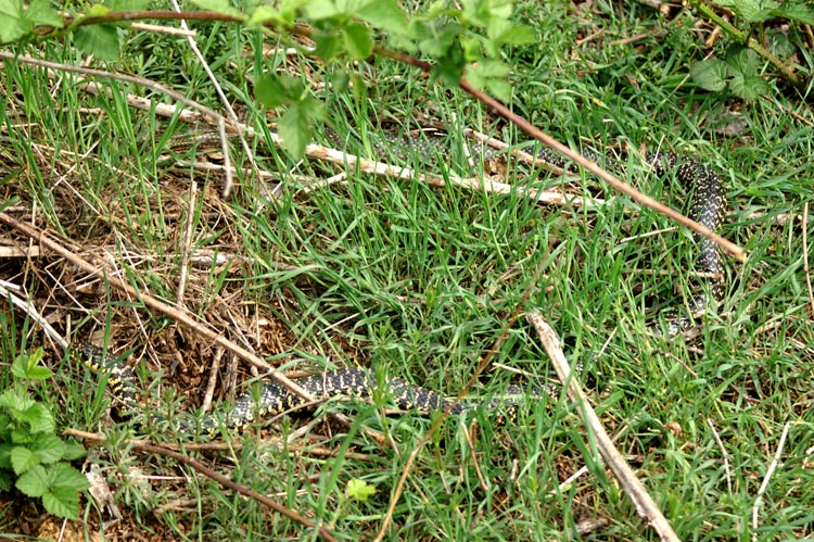 Hierophis viridiflavus