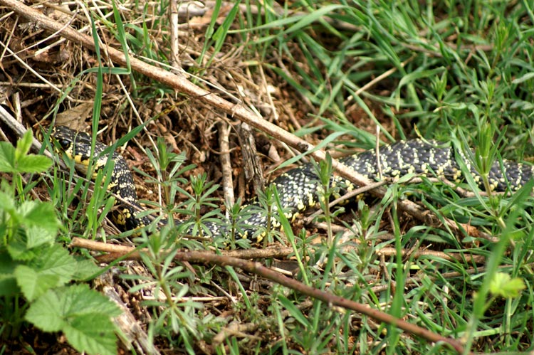 Hierophis viridiflavus