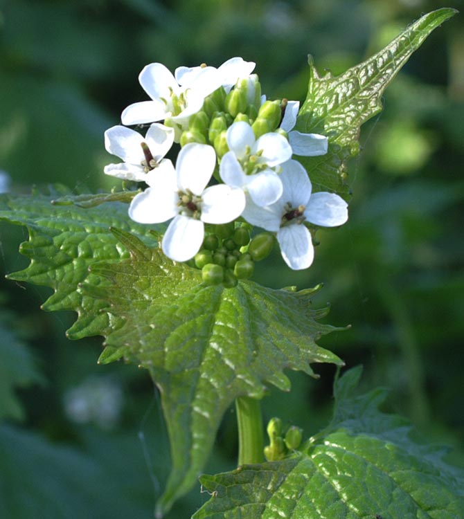 Alliaria petiolata / Alliaria comune