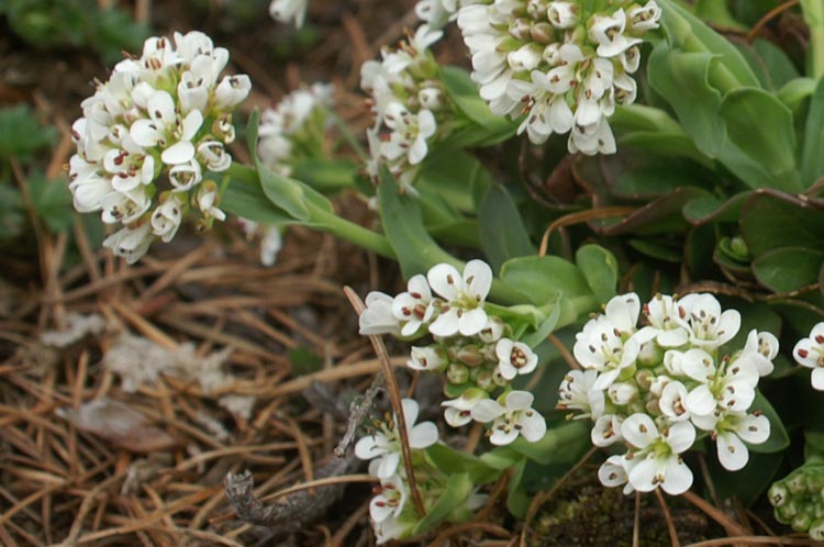 Noccaea brachypetala (=Thlaspi brachypetalum) / Erba storna a petali corti
