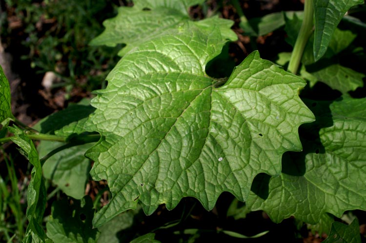 Alliaria petiolata / Alliaria comune