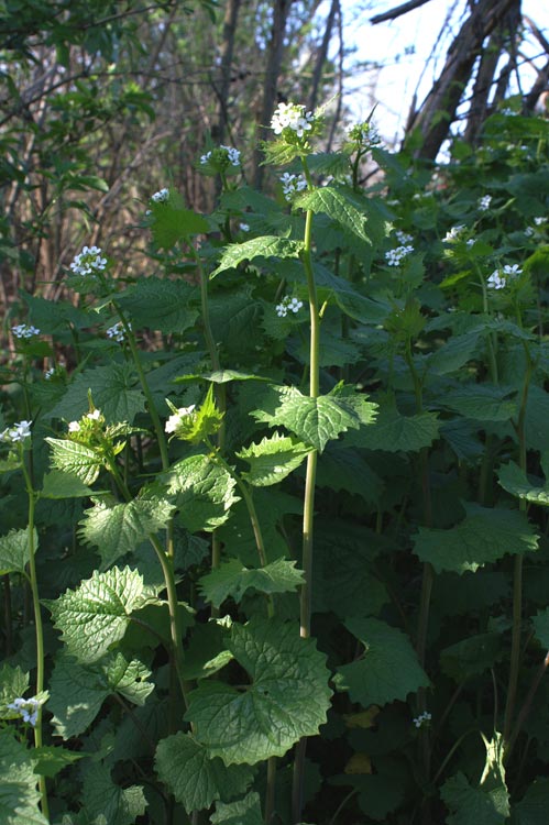 Alliaria petiolata / Alliaria comune