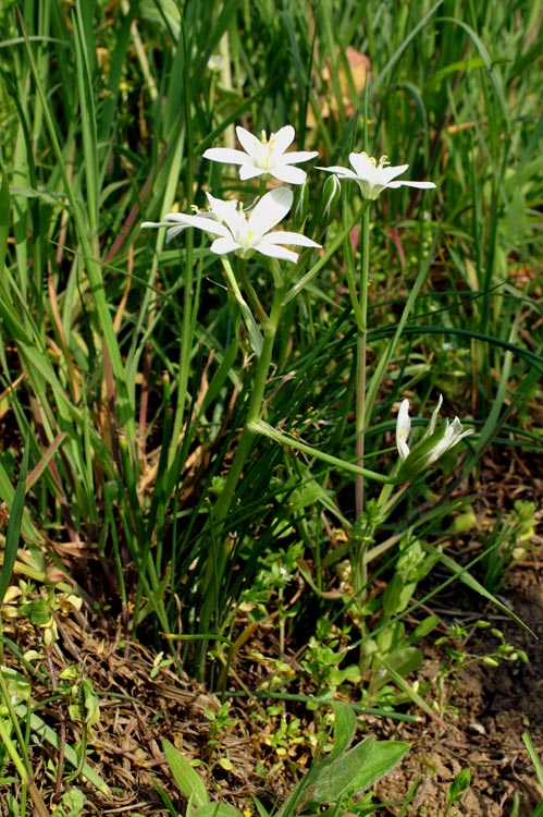 che fiore ? Ornithogalum umbellatum