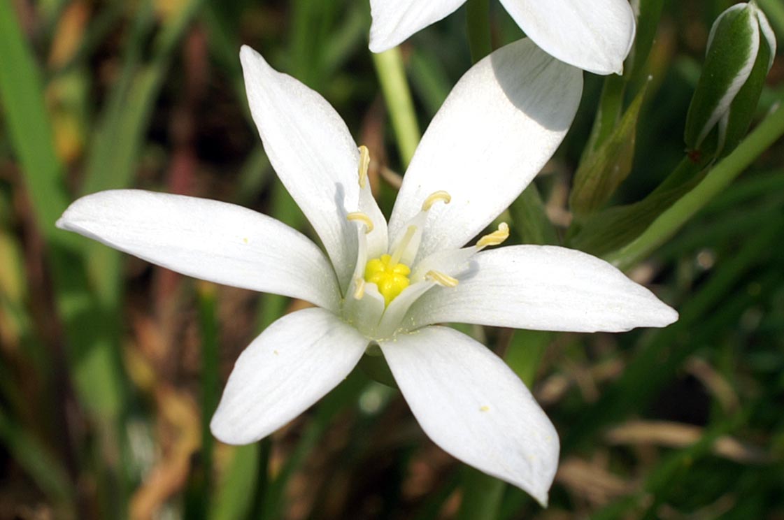 che fiore ? Ornithogalum umbellatum