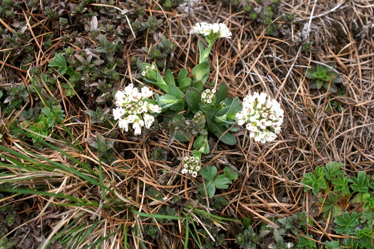 Noccaea brachypetala (=Thlaspi brachypetalum) / Erba storna a petali corti