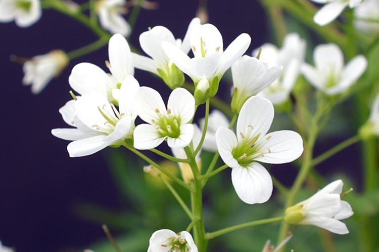 Cardamine amara (Brassicaceae)