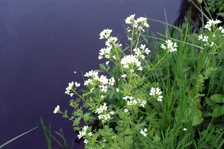 Cardamine amara (Brassicaceae)