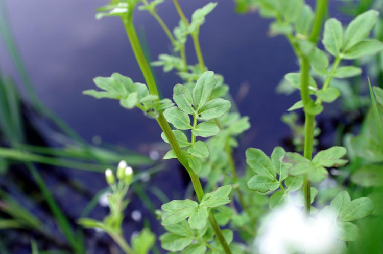 Cardamine amara (Brassicaceae)
