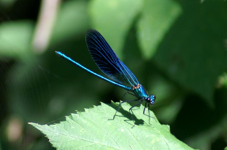 sui fossi: Calopteryx splendens (Odonata)