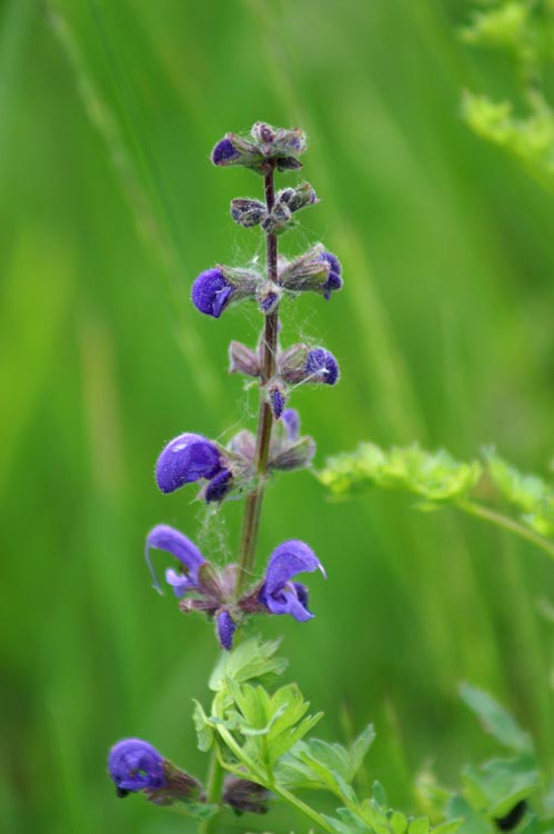 Nei prati sotto i mille mt. - Salvia cfr. pratensis