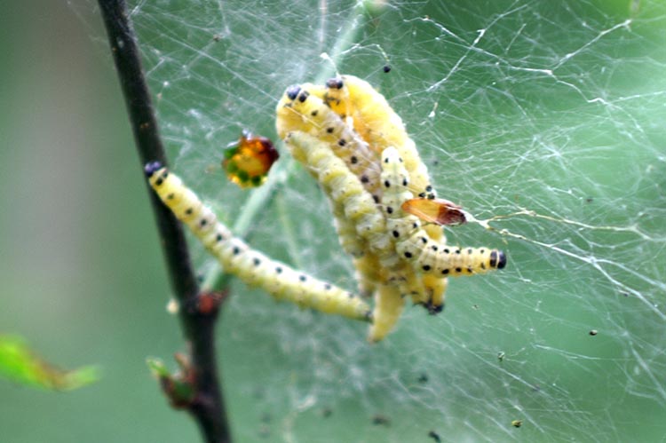 Bruchi di Yponomeuta e Saturnia pavoniella