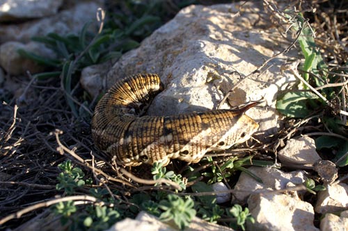 bruchi da Lampedusa