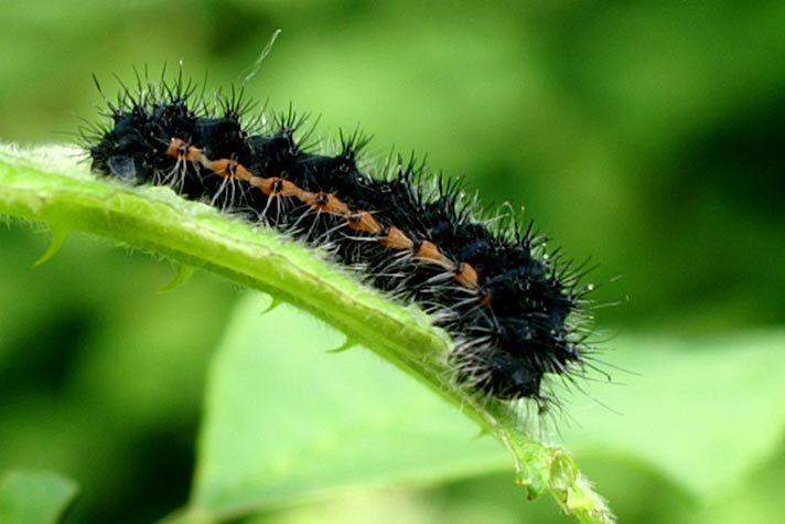 Bruchi di Yponomeuta e Saturnia pavoniella