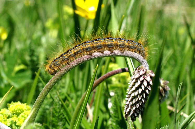 Bruco di Malacosoma castrense