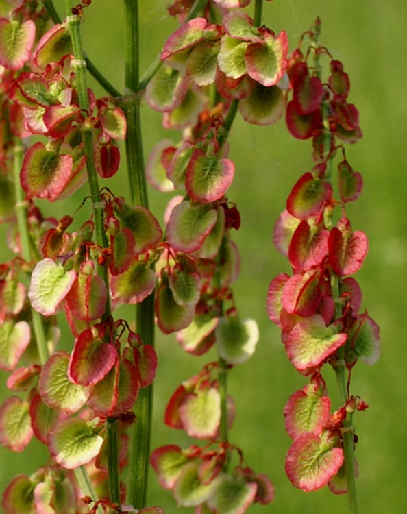 Rumex acetosa / Acetosa