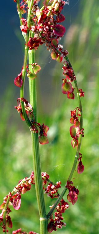 Rumex acetosa / Acetosa