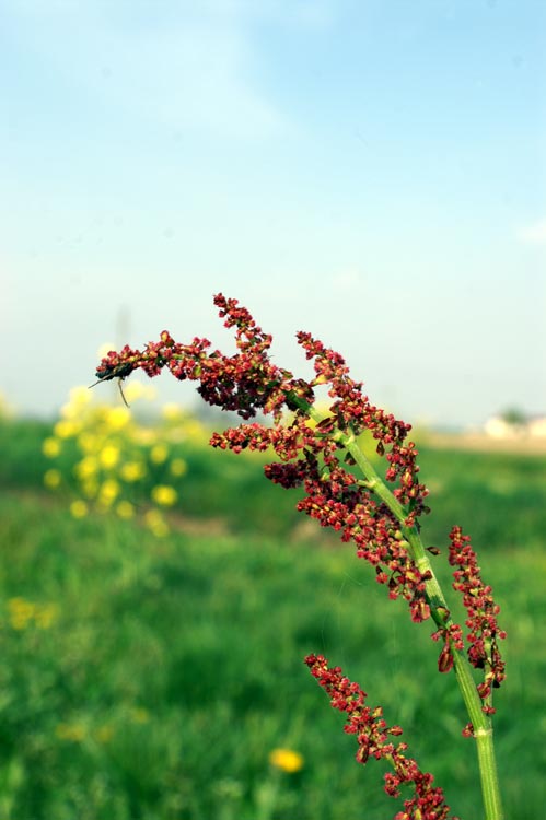 Rumex acetosa / Acetosa