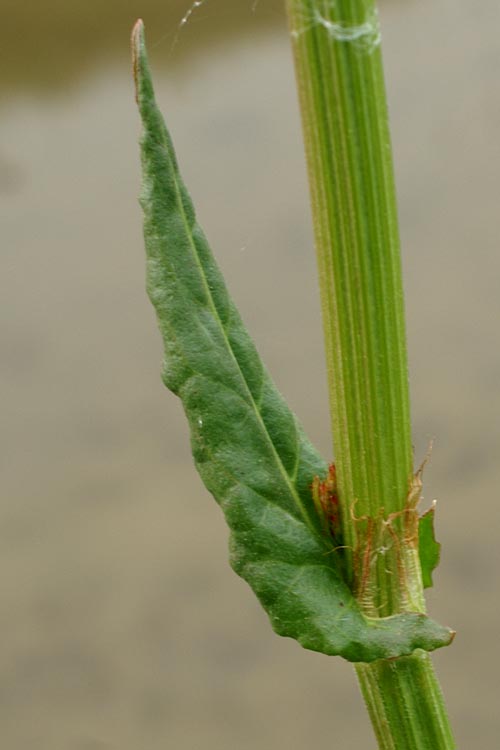 Rumex acetosa / Acetosa