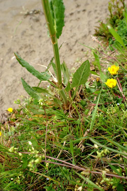 Rumex acetosa / Acetosa