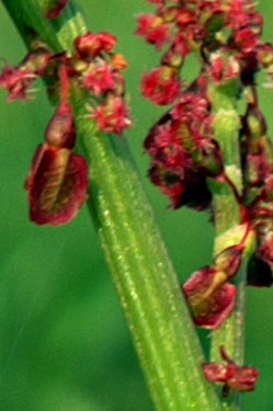 Rumex acetosa / Acetosa