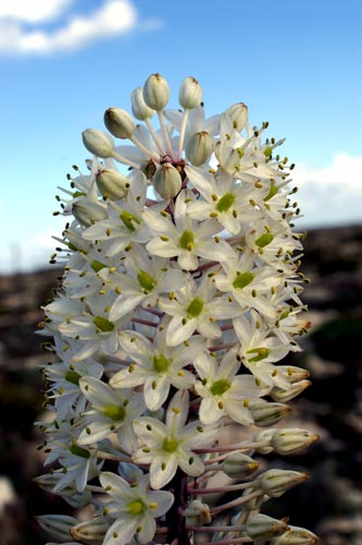 Charybdis maritima / Urginea maritima