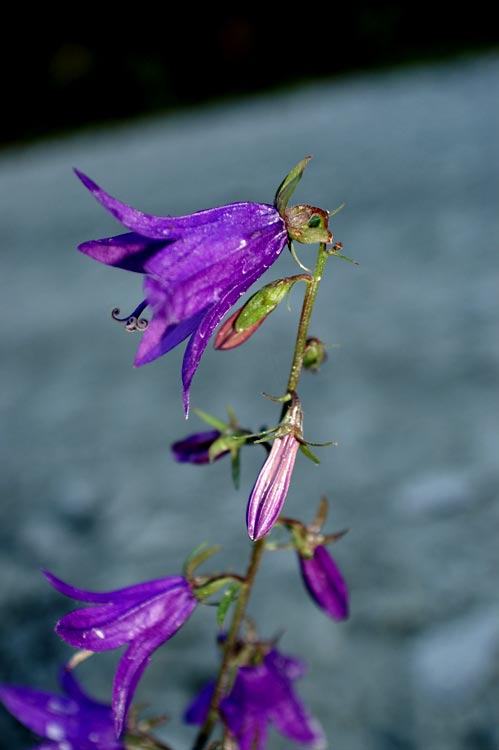 Campanula trachelium / Campanula a foglie d'' Ortica