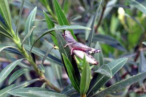 Heteracris annulosa a Lampedusa