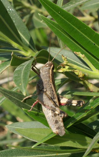 Heteracris annulosa a Lampedusa