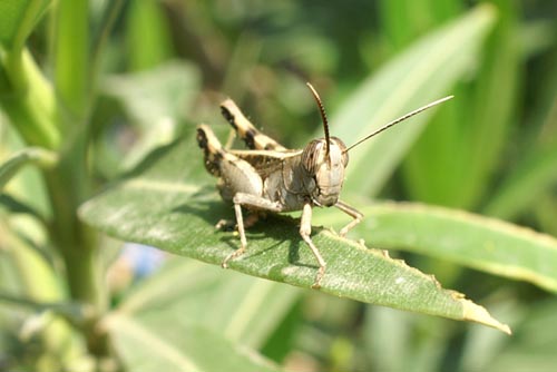 Heteracris annulosa a Lampedusa