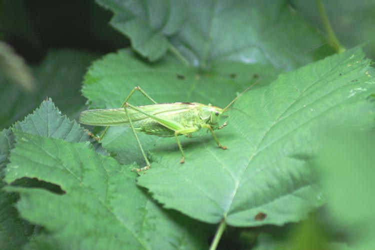 Cavalletta: Tettigonia viridissima