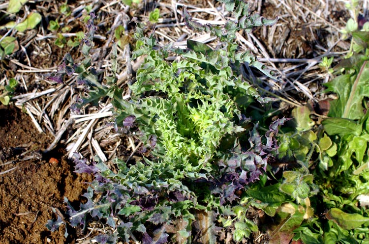 Sonchus asper / Grespino spinoso