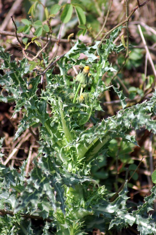 Sonchus asper / Grespino spinoso