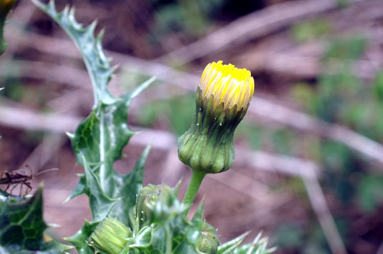 Sonchus asper / Grespino spinoso