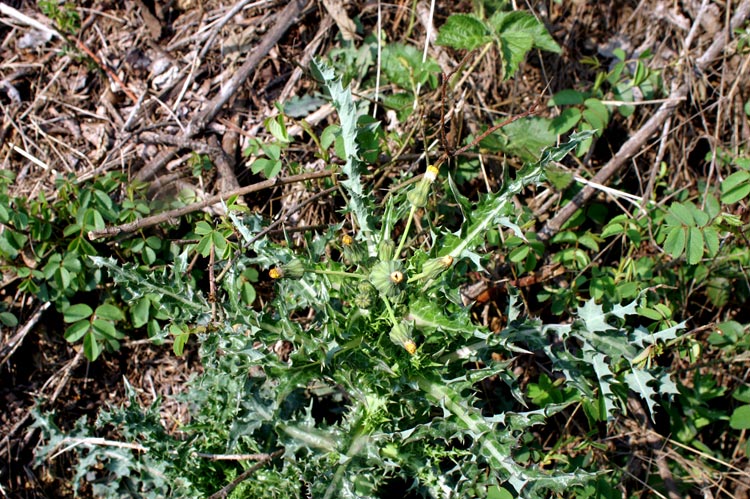 Sonchus asper / Grespino spinoso