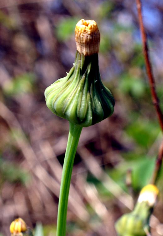 Sonchus asper / Grespino spinoso