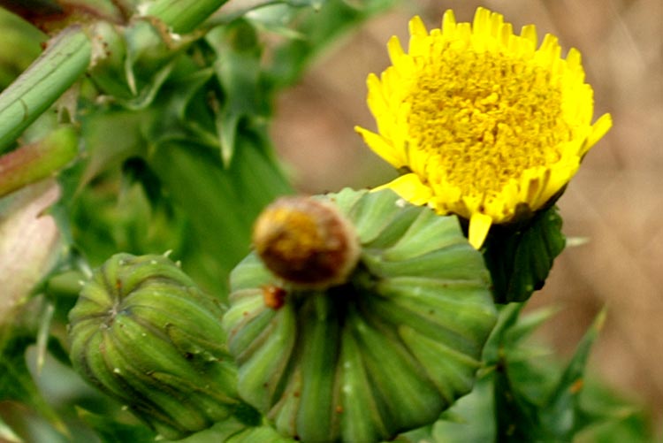 Sonchus asper / Grespino spinoso