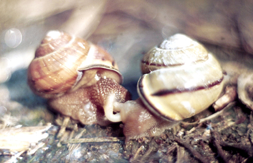 Cepaea nemoralis