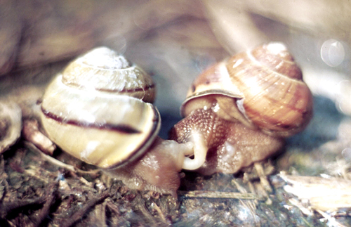 Cepaea nemoralis