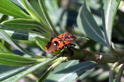 Spilostethus pandurus