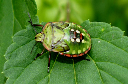 Che cimice da grande? Nezara viridula