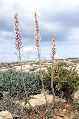 Charybdis maritima / Urginea maritima
