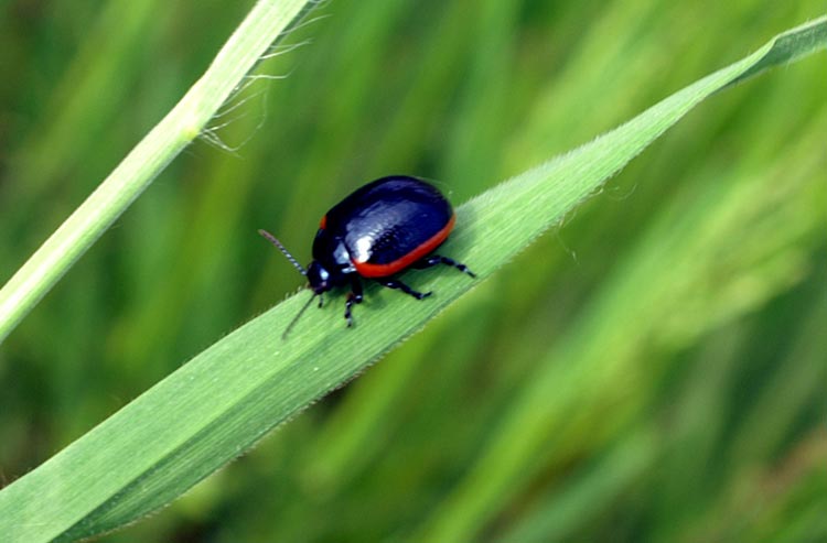 Chrysolina rossia (Coleoptera, Chrysomelidae)