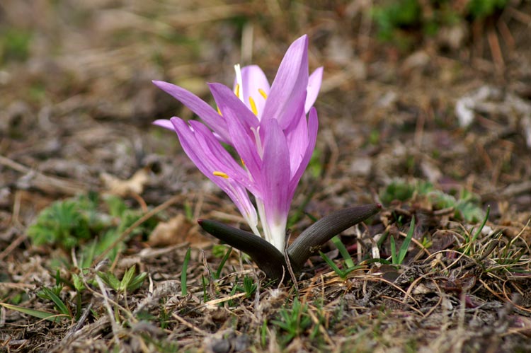Colchicum bulbocodium (= Bulbocodium vernum) / Colchico di Spagna