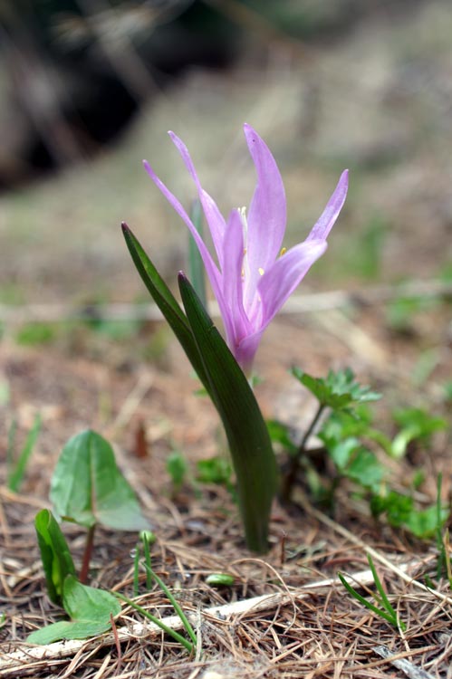 Colchicum bulbocodium (= Bulbocodium vernum) / Colchico di Spagna