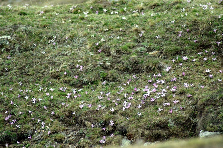 Colchicum bulbocodium (= Bulbocodium vernum) / Colchico di Spagna