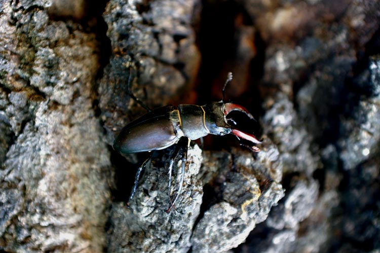 Cervo volante maschio