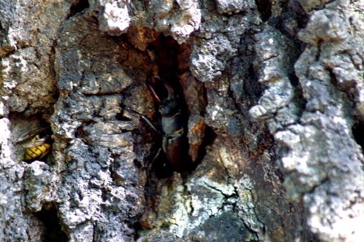 Cervo volante maschio